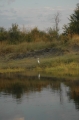 Egret reflection on the Zambesi